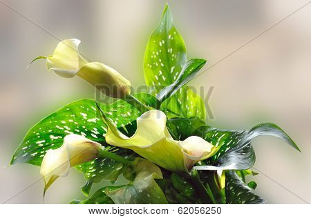 Bouquet Of Calla Lilies In The Blurry Background.