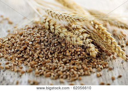 Closeup on pile of organic whole grain wheat kernels and ears