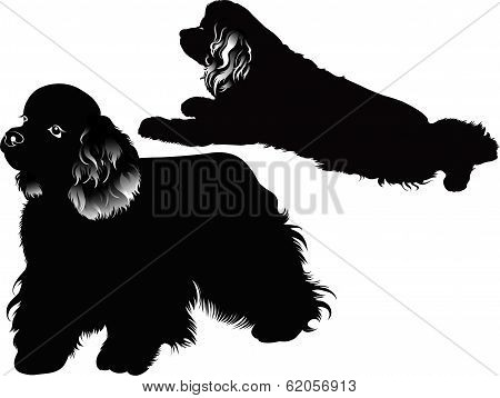 cocker spaniel dog