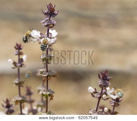 Australian Blue Banded Bees Amegilla And Basil