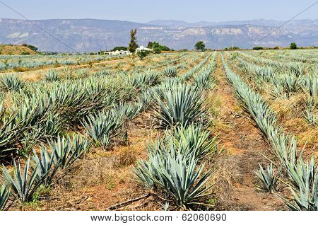 Agave cactus field near Tequila in Mexico
