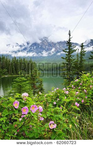 Wild rose flowers at Pyramid Lake in Jasper National Park, Canada