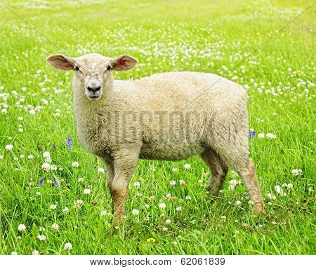 Cute funny sheep or lamb in green meadow