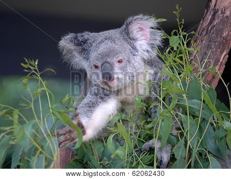 Koala in Sydney Australia