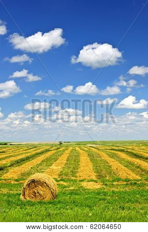 Harvested wheat on farm field with hay bale in Saskatchewan, Canada
