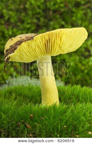 Stjerneklar Agaric