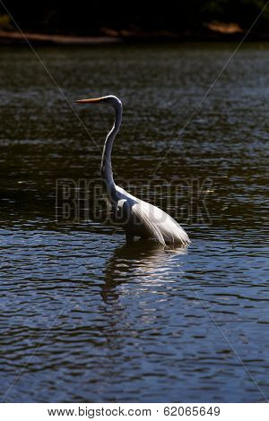 Photography Of A White Heron In Beach