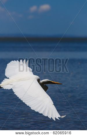 Photography Of A White Heron In Beach