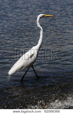 Photography Of A White Heron In Beach