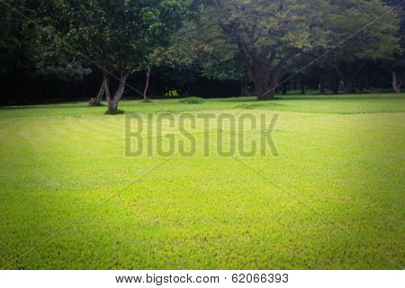 Beautiful Bright Green Lawn & Trees At Lalbagh Botanical Gardens