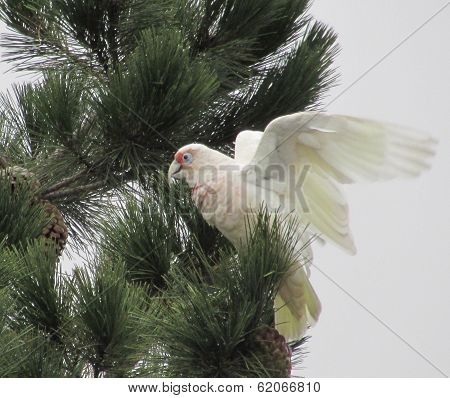 A cockatoo landing on a branch