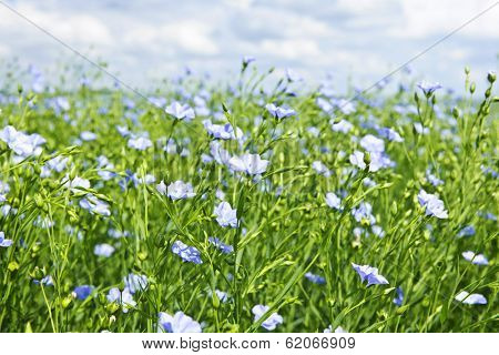 Field of many flowering flax plants with blue sky