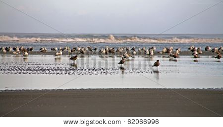 Seagulls at the Beach