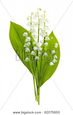 Lily of the valley flowers bouquet isolated on white background