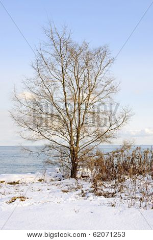 Single tree on snowy winter shore of lake Ontario in Sylvan park Toronto