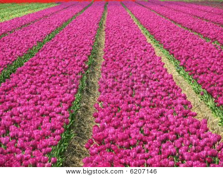 Primavera in Olanda