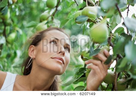 Belle jeune femme cueillette de la poire dans le jardin