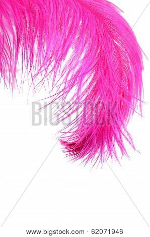 Pink Beautiful Feather Isolated On White