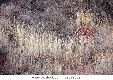Natural background of dry grasses and bare trees in brown winter woodland with subdued colors
