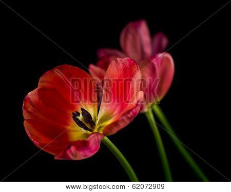 Withering red tulips