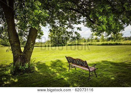 Bench under lush shady tree in summer park