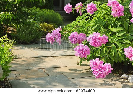 Summer garden with paved path and blooming pink peony flowers