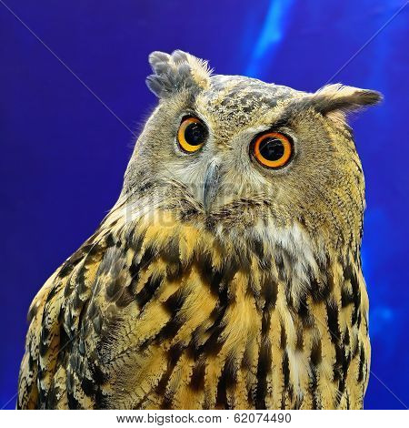 Eurasian Eagle Owl