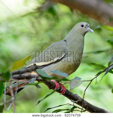 Female Pink-necked Green-pigeon