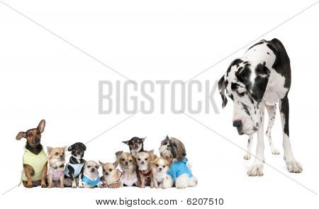 Stor hund ser på små hvalpe foran hvid baggrund