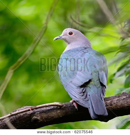 Green Imperial Pigeon