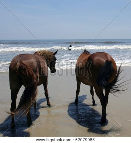 People watch the wild ponies of Assateague Island. Assateague Island is a 37-mile long barrier island located off the eastern coast of Maryland and Virginia, and is home to more than 100 wild equines