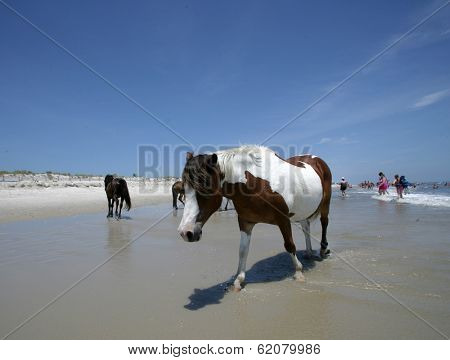 People watch the wild ponies of Assateague Island. Assateague Island is a 37-mile long barrier island located off the eastern coast of Maryland and Virginia, and is home to more than 100 wild equines