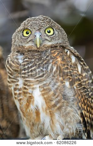 Asian Barred Owlet