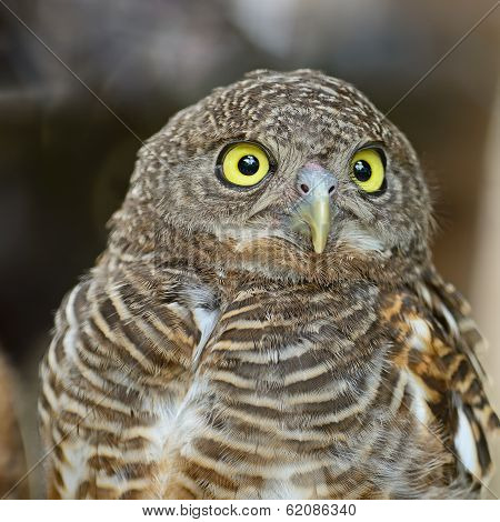 Asian Barred Owlet