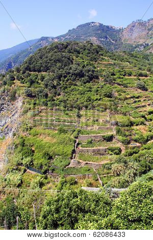 CORNIGLIA- ITALY: AUG 17: The terraced cliffs of Corniglia, Italy, on Sunday, August 17, 2013. Corniglia is in Cinque Terre. 