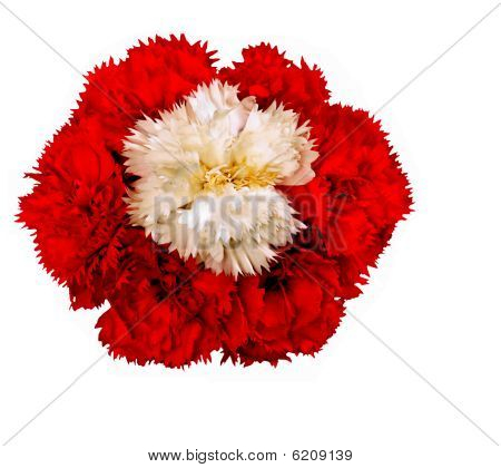 Bílý karafiát, obklopené červenými květy karafiátu Dianthus Caryophyllus