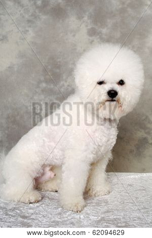 Poodle dog is sitting and resting