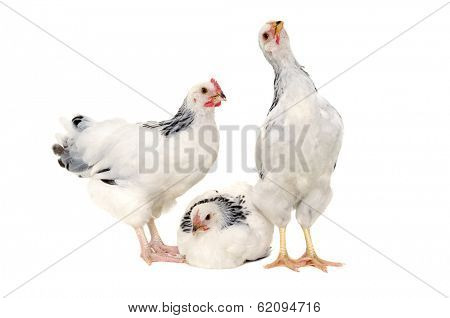 Chickens is standing and looking. Isolated on a white background.