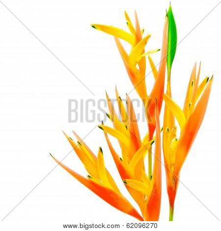 Orange Heliconia