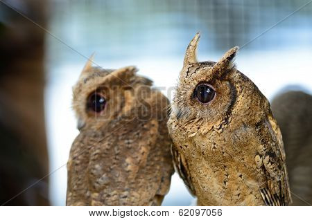 Oriental Scops Owl