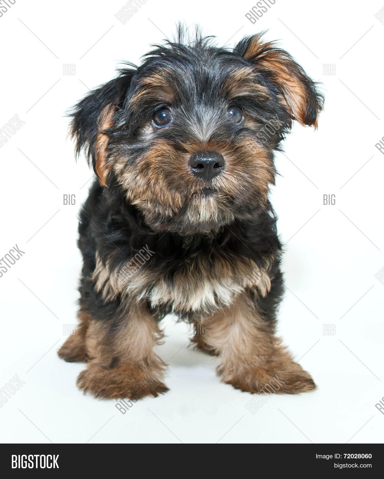 Yorkie Puppy Image Photo Free Trial Stock Yorkie Puppy Image Photo Free Trial