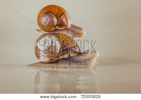 snail, Bright, shell, sticky