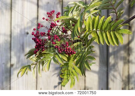 Mountain Ash