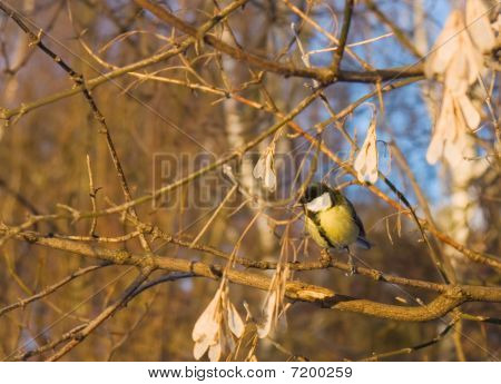 Titmouse na stromě