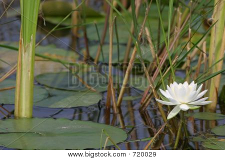 Lily watewr