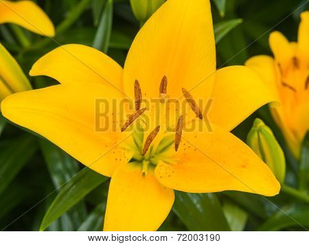 Close-up of a yellow lily