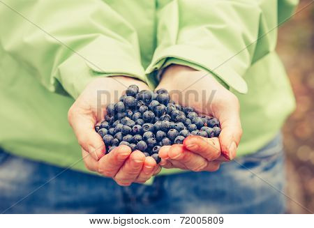 Blueberry Fresh Picked Organic Food In Woman Hands Giving Healthy Lifestyle Northern Forest Recreati