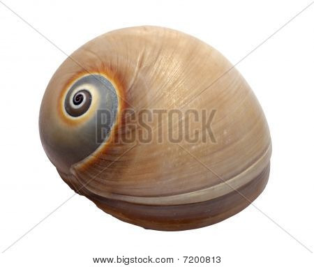 海贝壳