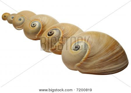 海贝壳