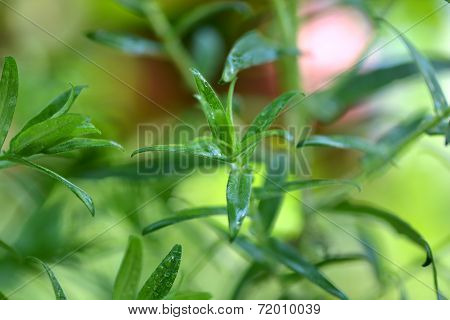 Green Leaf Background
